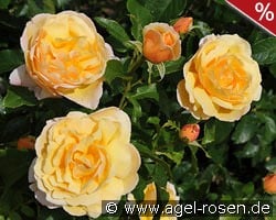 Soleil Vertical kaufen, clicken für mehr Details Soleil Vertical