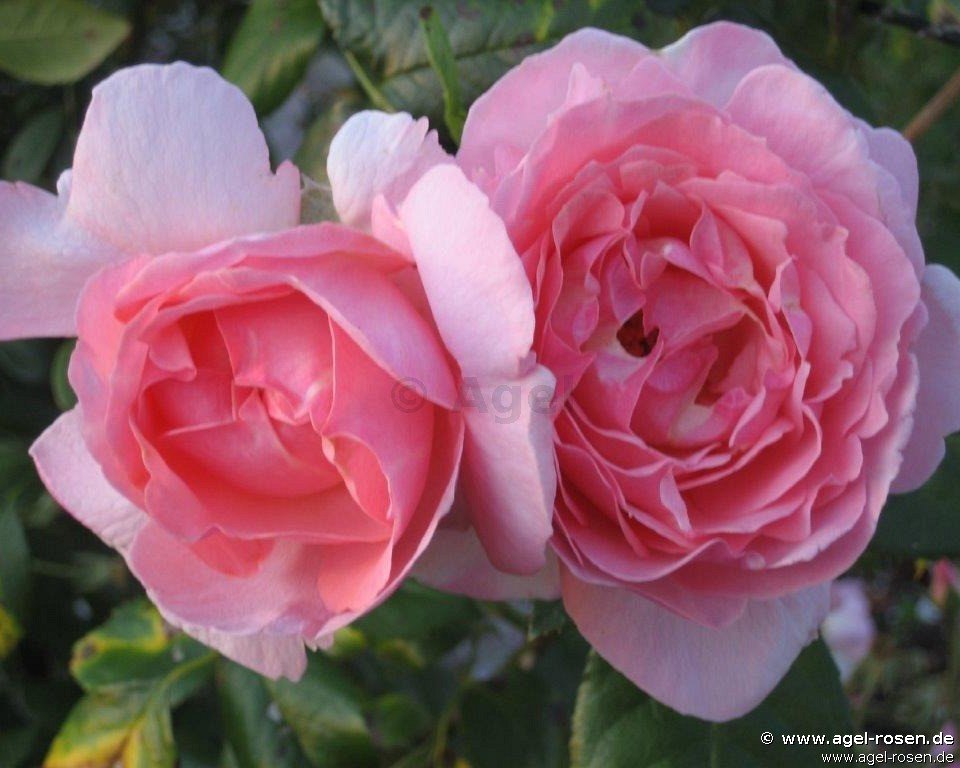 Rose ‘Sorbet Climber‘ (wurzelnackte Rose)