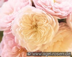 Starlet Rose Alina kaufen, clicken für mehr Details Starlet Rose Alina