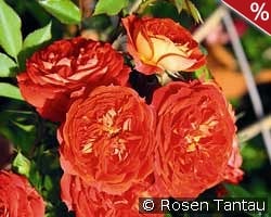 Starlet Rose Carmen kaufen, clicken für mehr Details Starlet Rose Carmen