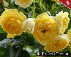 Starlet Rose Elida kaufen, clicken für mehr Details Starlet Rose Elida