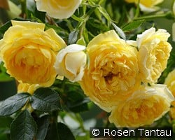 Starlet Rose Elida