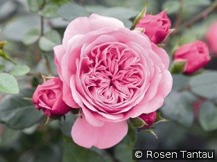 Starlet Rose Eva