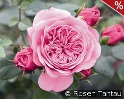 Starlet Rose Eva