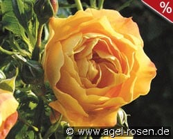 Starlet Rose Lizzy kaufen, clicken für mehr Details Starlet Rose Lizzy