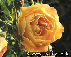 Starlet Rose Lizzy