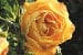 Starlet Rose Lizzy