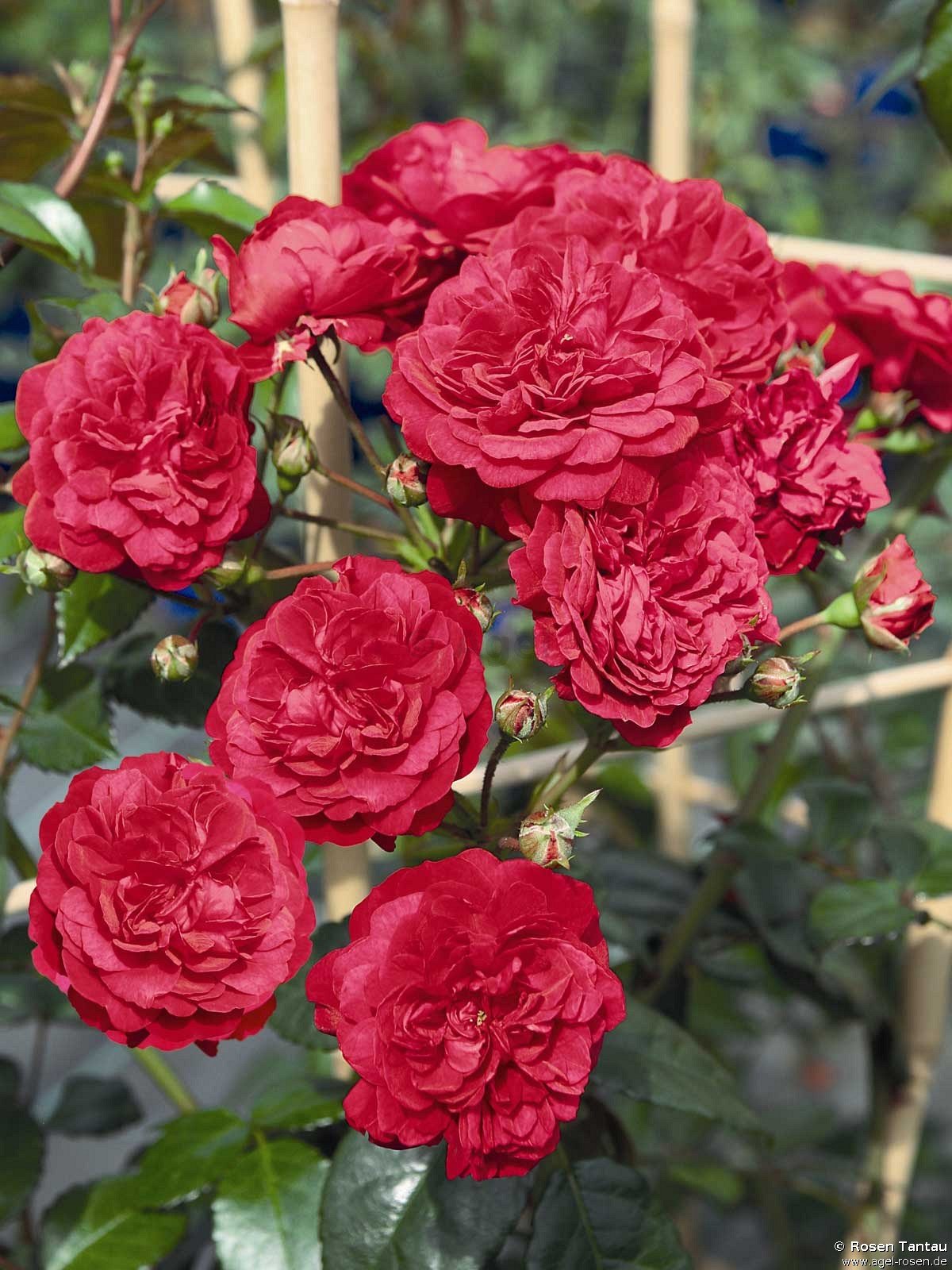 Rose ‘Starlet Rose Lola syn. Luisa‘ (5-Liter Topf)