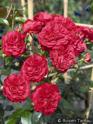 Starlet Rose Lola syn. Luisa