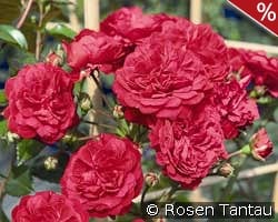 Starlet Rose Lola syn. Luisa kaufen, clicken für mehr Details Starlet Rose Lola syn. Luisa