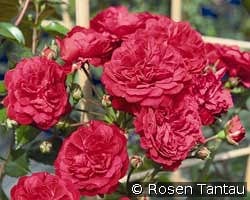 Starlet Rose Lola syn. Luisa kaufen, clicken für mehr Details Starlet Rose Lola syn. Luisa
