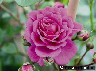Starlet Rose Melina