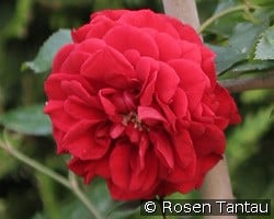 Starlet Rose Natalie kaufen, clicken für mehr Details Starlet Rose Natalie
