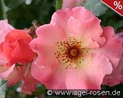 Summer Wine kaufen, clicken für mehr Details Summer Wine