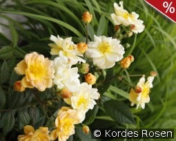 Sunny Siluetta kaufen, clicken für mehr Details Sunny Siluetta