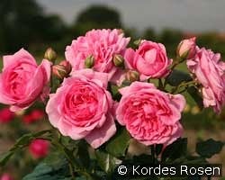 Sweet Laguna kaufen, clicken für mehr Details Sweet Laguna