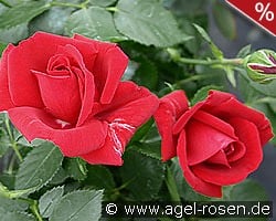 Sympathie kaufen, clicken für mehr Details Sympathie