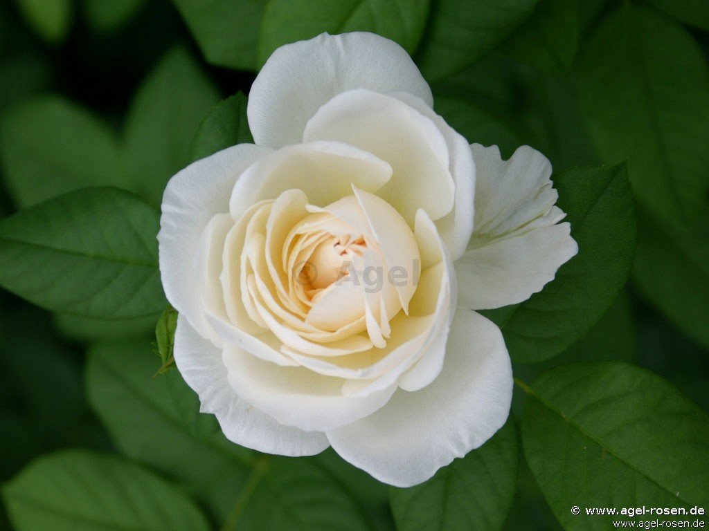 Rose ‘Uetersener Klosterrose‘ (wurzelnackte Rose)