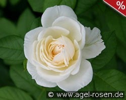 Uetersener Klosterrose kaufen, clicken für mehr Details Uetersener Klosterrose