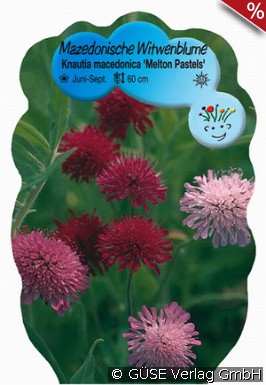 Witwenblume
