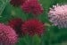 Witwenblume