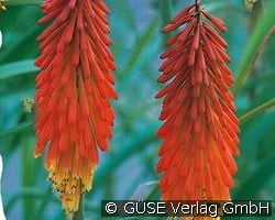 Fackellilie kaufen, click for more details Fackellilie