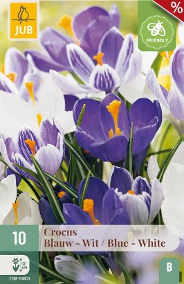 Krokusse Blau - Weiß Mix