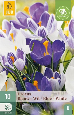 Krokusse Blau - Weiß Mix
