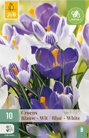 Krokusse Blau - Weiß Mix