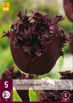 Labrador kaufen, clicken für mehr Details Labrador