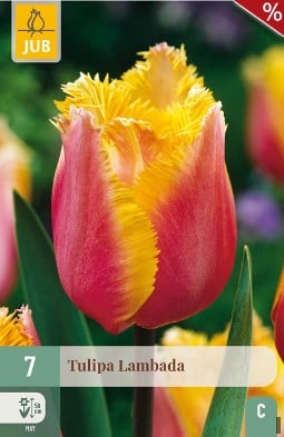 Lambada kaufen, click for more details Lambada