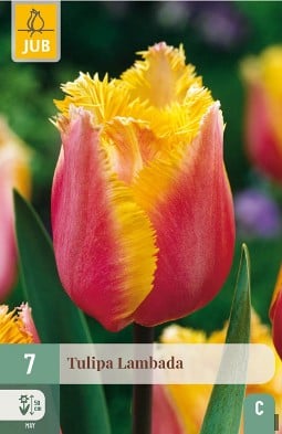 Lambada kaufen, click for more details Lambada