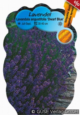 Lavendel