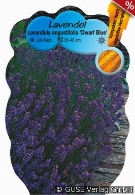 Lavendel