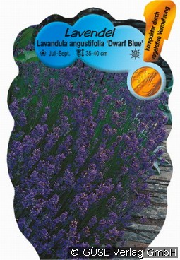 Lavendel