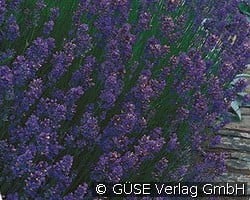 Lavendel kaufen, clicken für mehr Details Lavendel