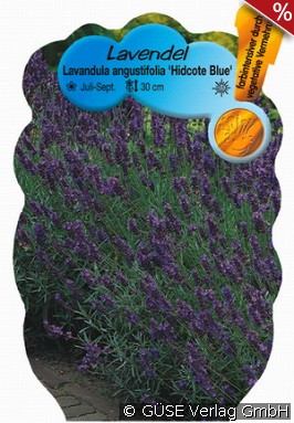 Echter Lavendel