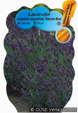 Echter Lavendel