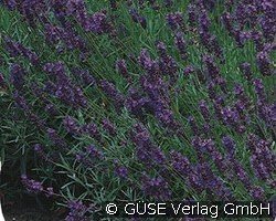 Echter Lavendel kaufen, clicken für mehr Details Echter Lavendel