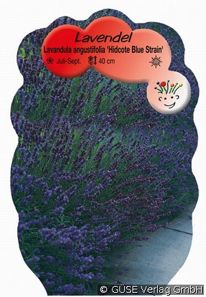 Lavendel