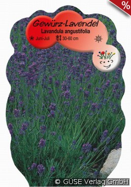 Lavendel