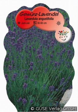 Lavendel