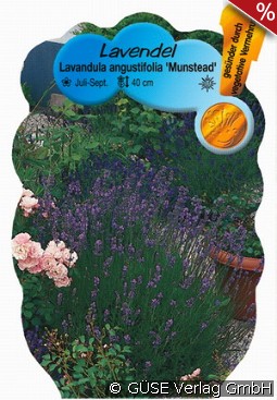 Lavendel