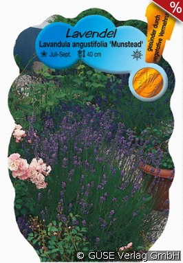 Lavendel