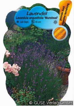 Lavendel