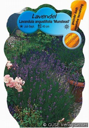 Lavendel