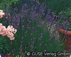 Lavendel kaufen, clicken für mehr Details Lavendel