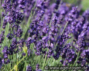 Lavendel PURPLE ESSENCE