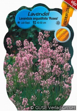 Lavendel