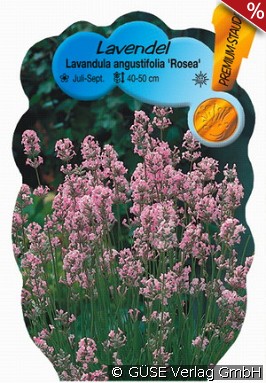 Lavendel